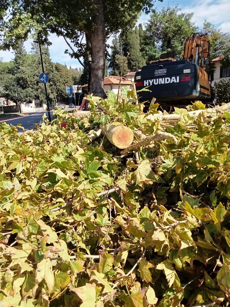 Gli alberi tagliati al Salviatino