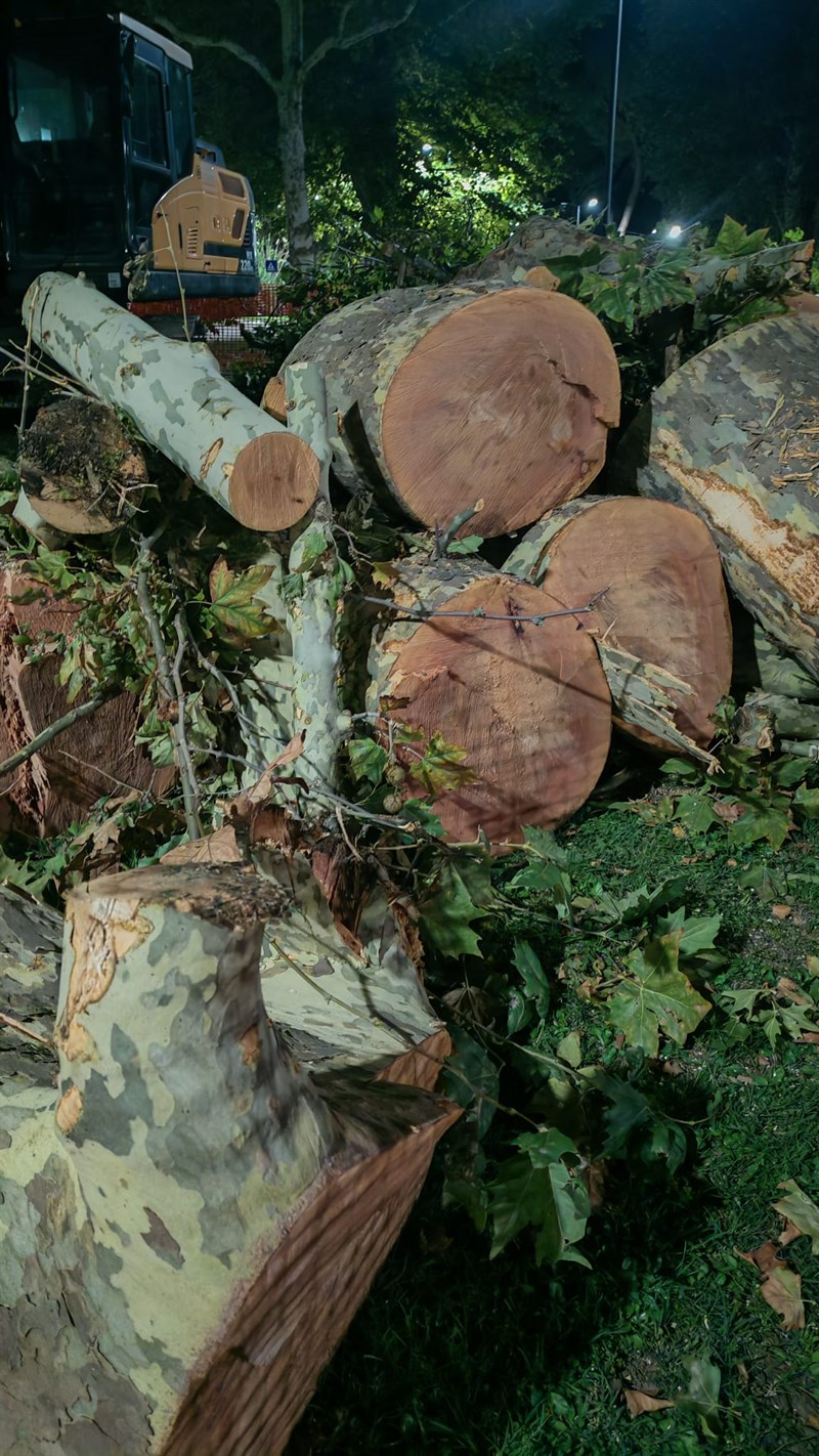 Gli alberi tagliati al Salviatino