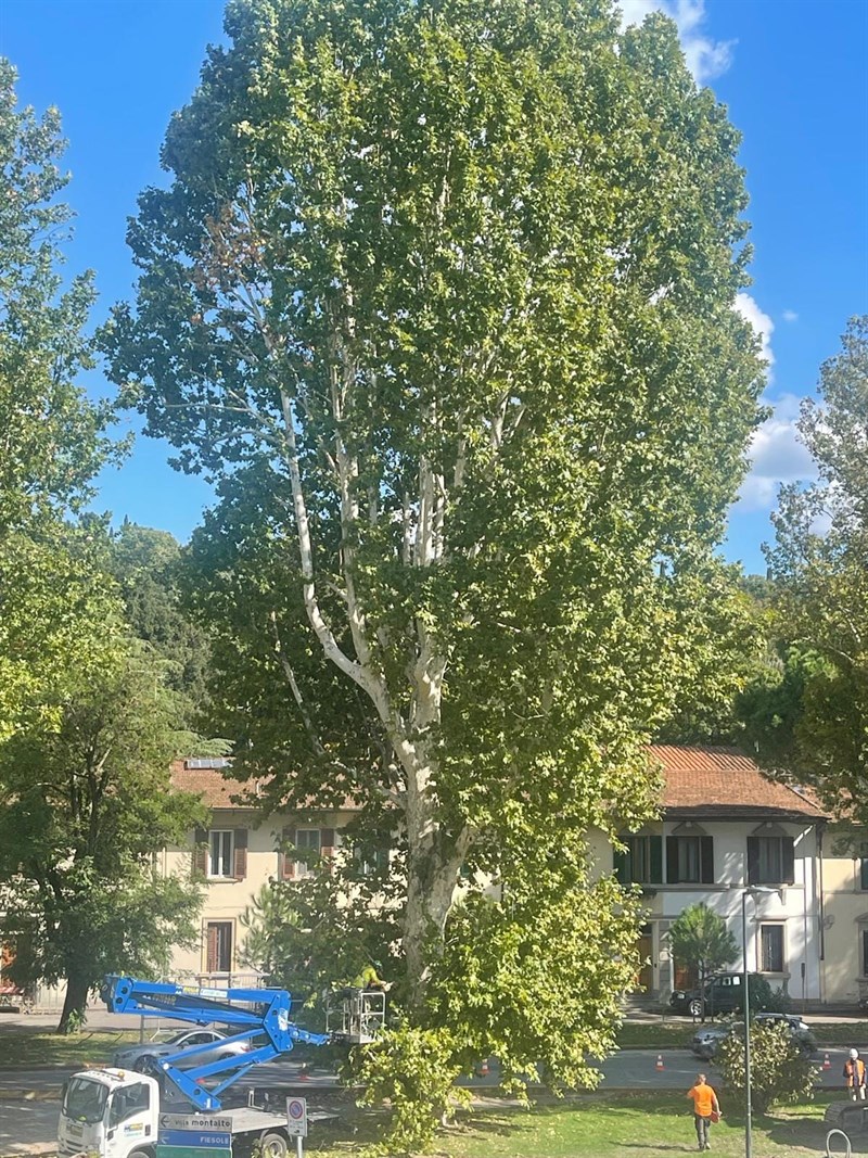 Addio al platano di viale Righi