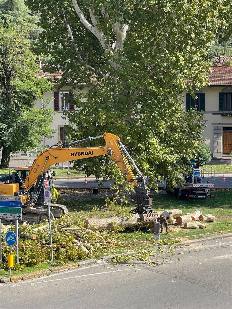 L'albero prima dell'assassinio