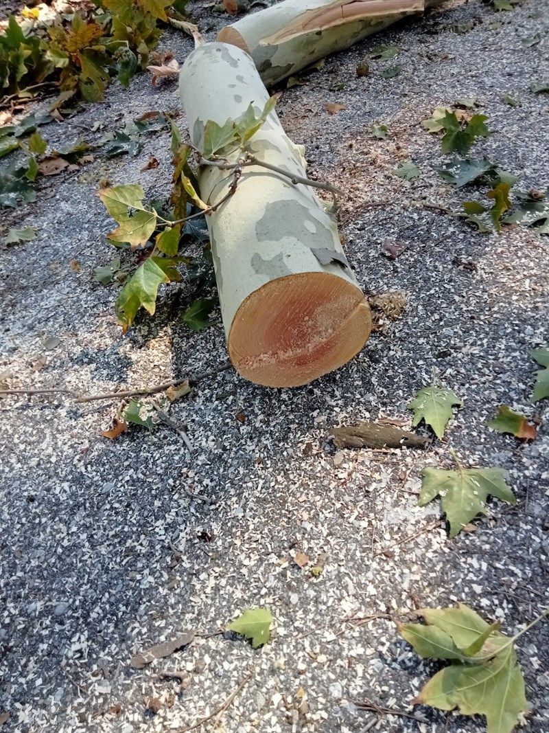 Gli alberi tagliati al Salviatino