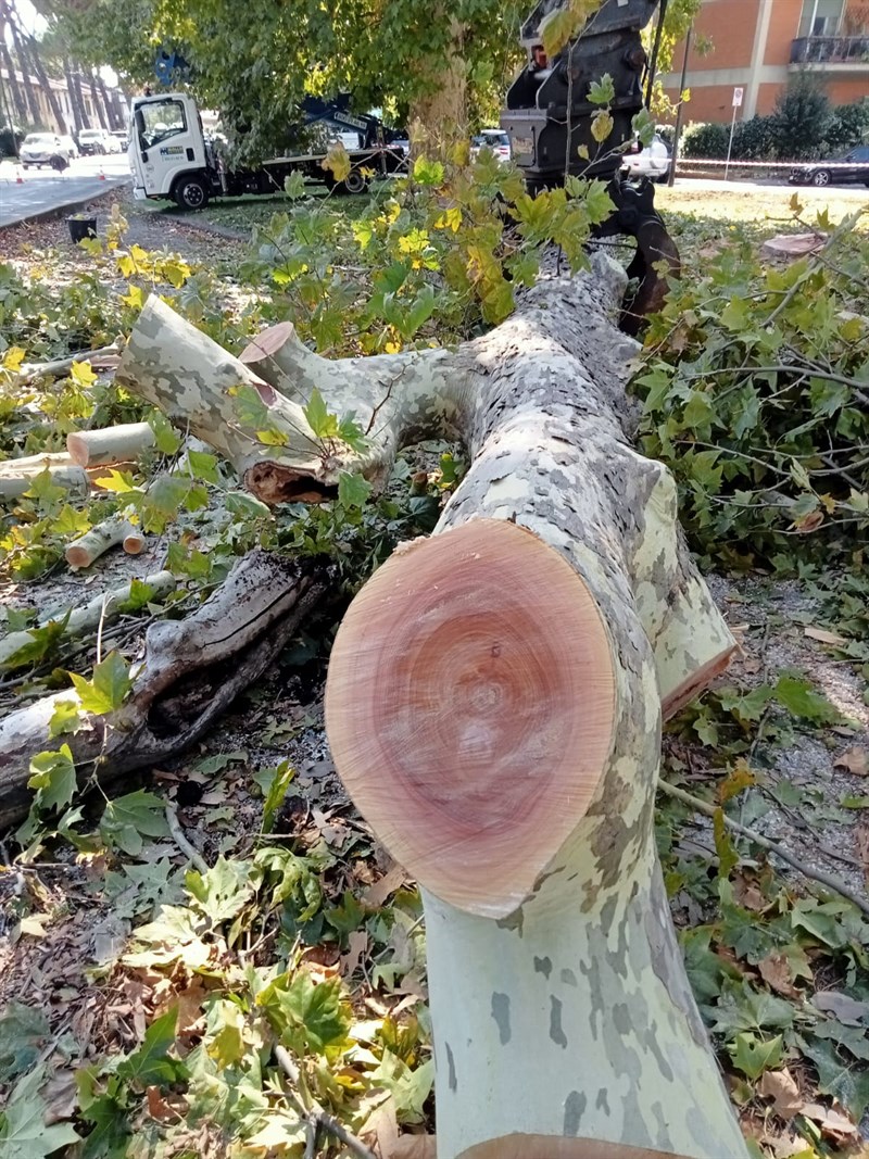 Gli alberi tagliati al Salviatino