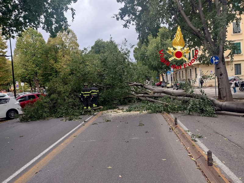 L'albero caduto in viale Giannotti