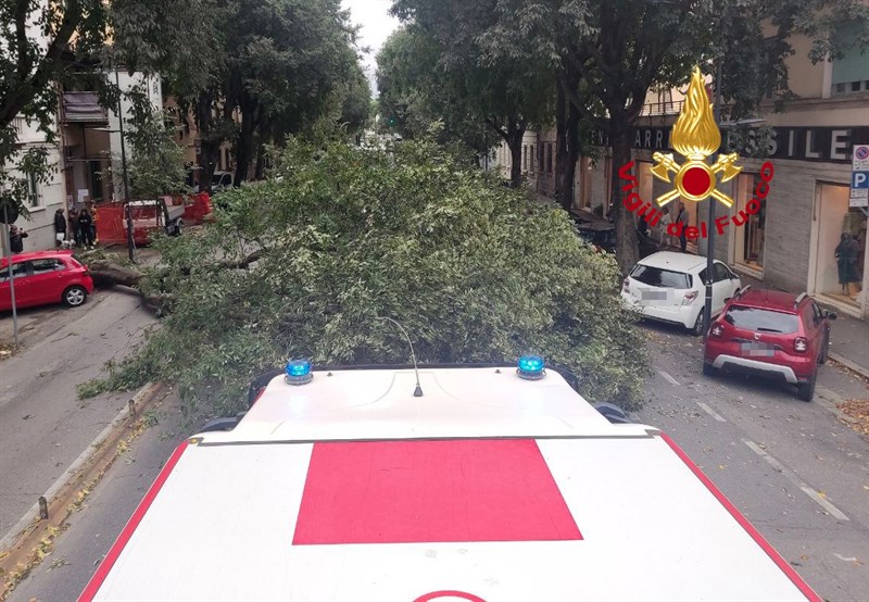 L'albero caduto in viale Giannotti