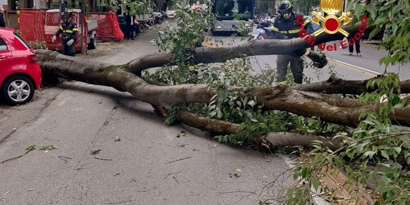 L'albero caduto