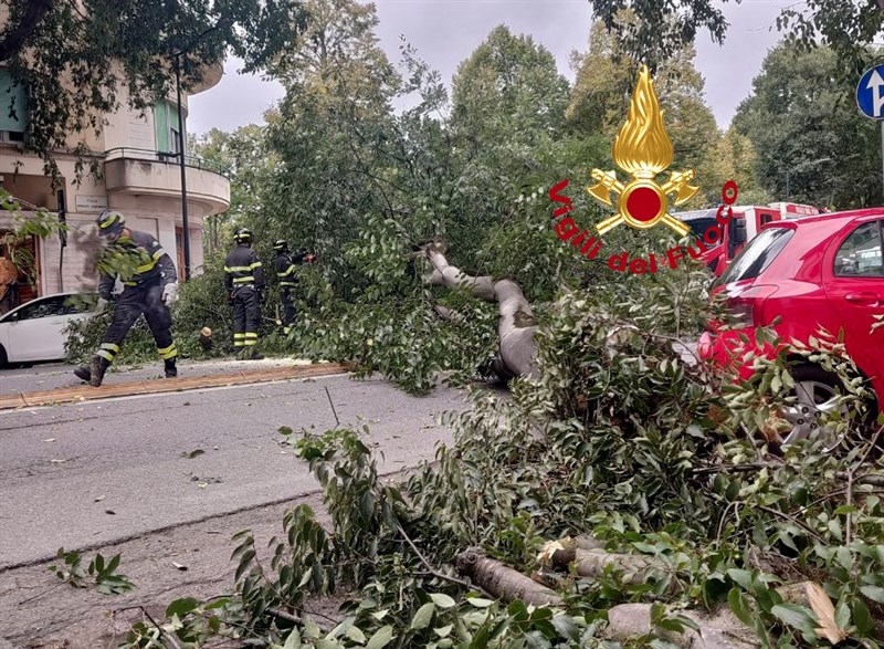 L'albero caduto in viale Giannotti