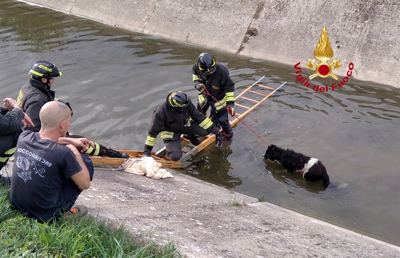 Il cane nel canale di scolo con i Vigili del Fuoco