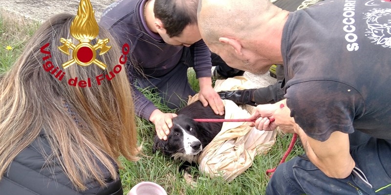 I vigili del fuoco di Firenze salvano un cane caduto in un canale di scolo - FOTO
