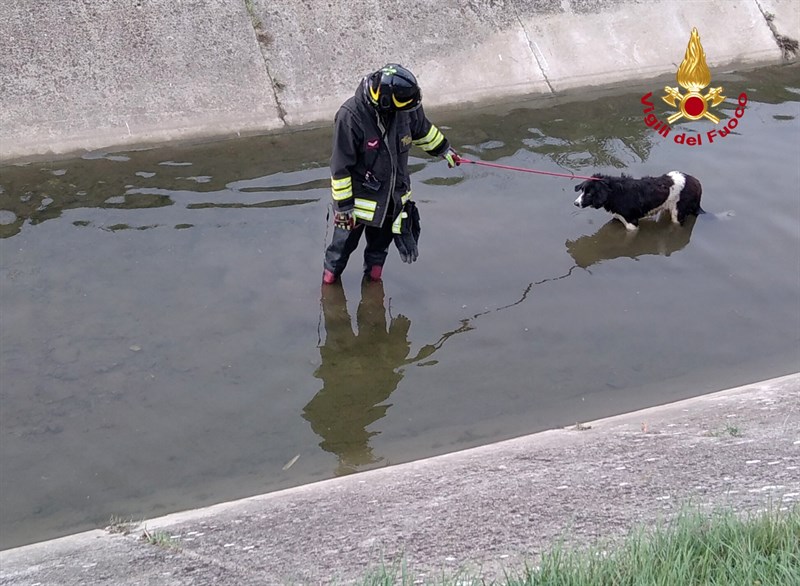 Il cane nel canale di scolo con i Vigili del Fuoco