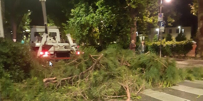 L’abbattimento dei pini in viale Redi