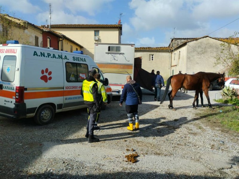 I volontari Anpana salvano gli animali