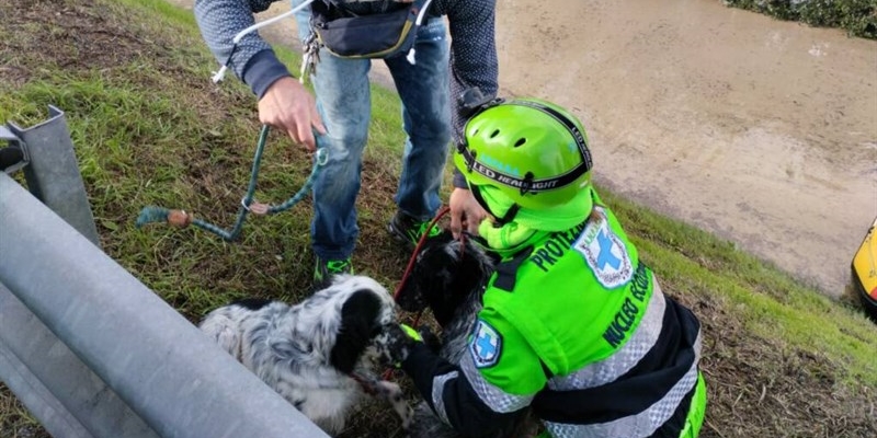 I volontari Anpana salvano gli animali