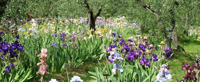 il giardino dell'iris