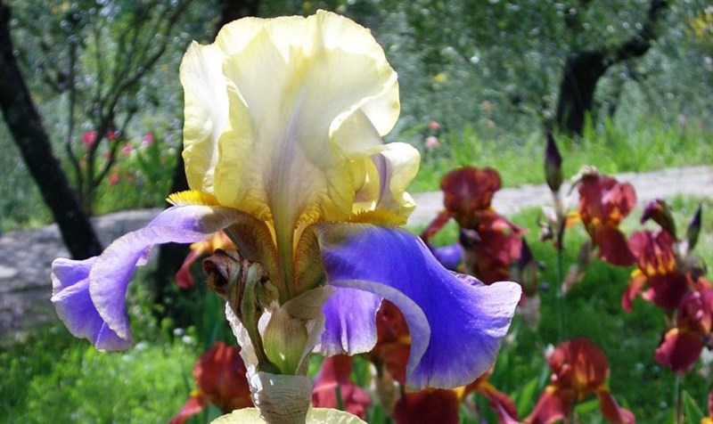 il giardino dell'iris