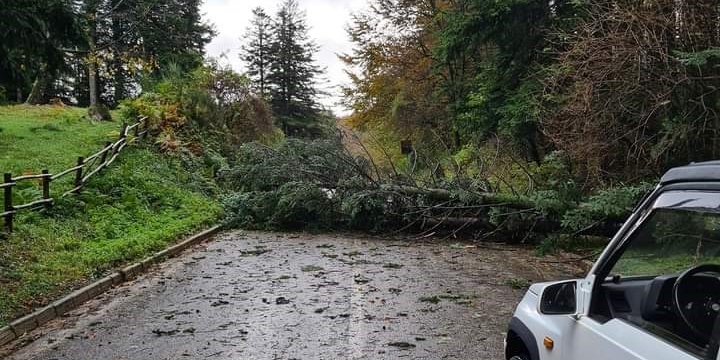 l'albero caduto sulla strada per Palazzuolo