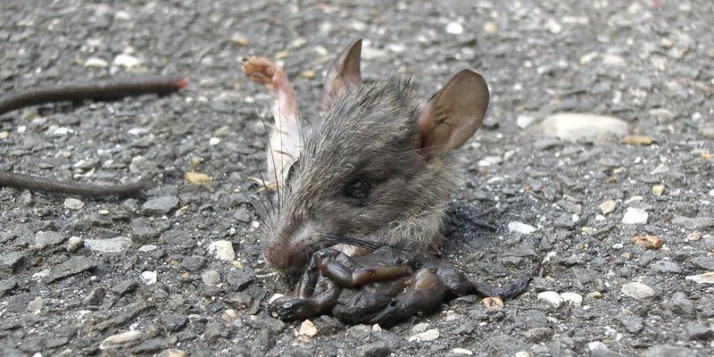 Ratto all'ospedale di Torregalli