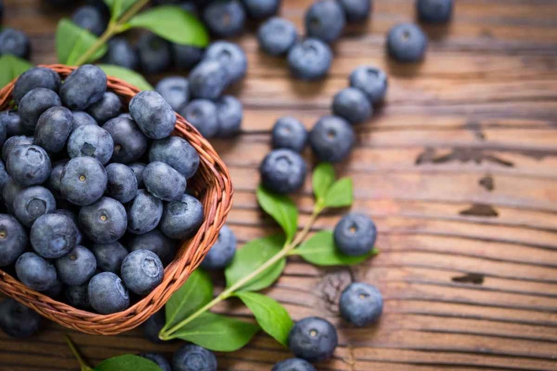 Mirtillo - okmugello.it