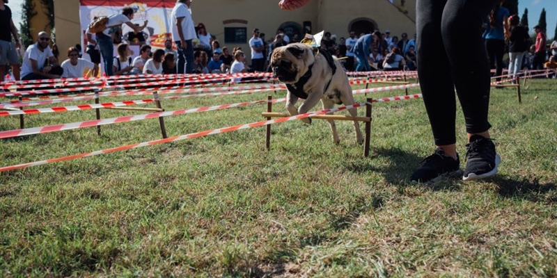 Ugopiadi del cane carlino