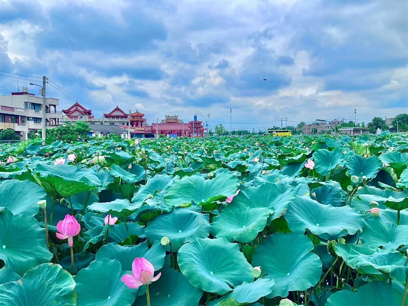 Lotus Pond near the GuanDi temple