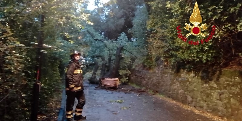 L'albero caduto a Soffiano