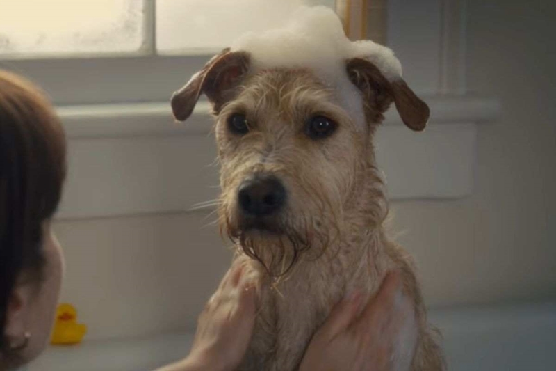 Merv: la storia che su Prime Video sta conquistando chi ama i cani