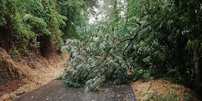 alberi caduti, immagini di repertorio