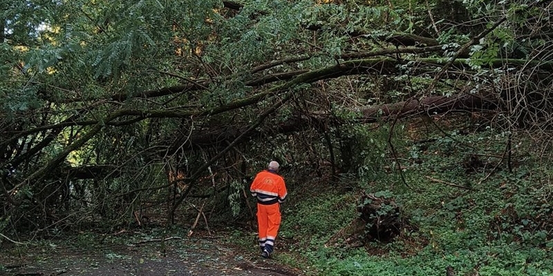 Intervento della VAB Fiesole a Bivigliano per abete caduto sulla strada