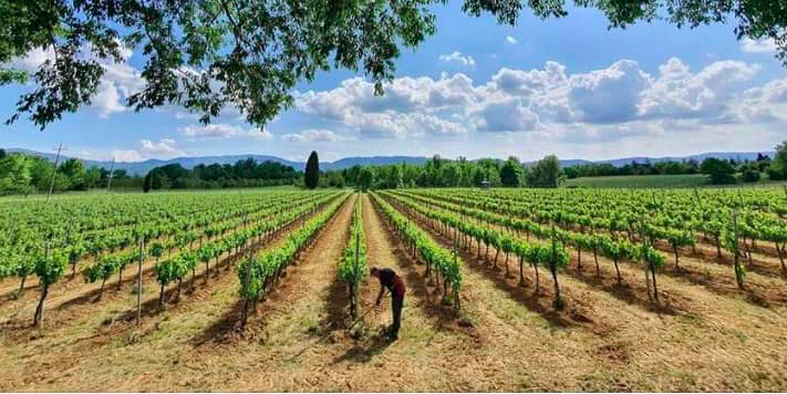 Le bellissime vigne Morolli