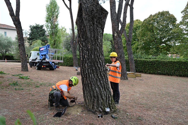 Le prove di trazione degli alberi