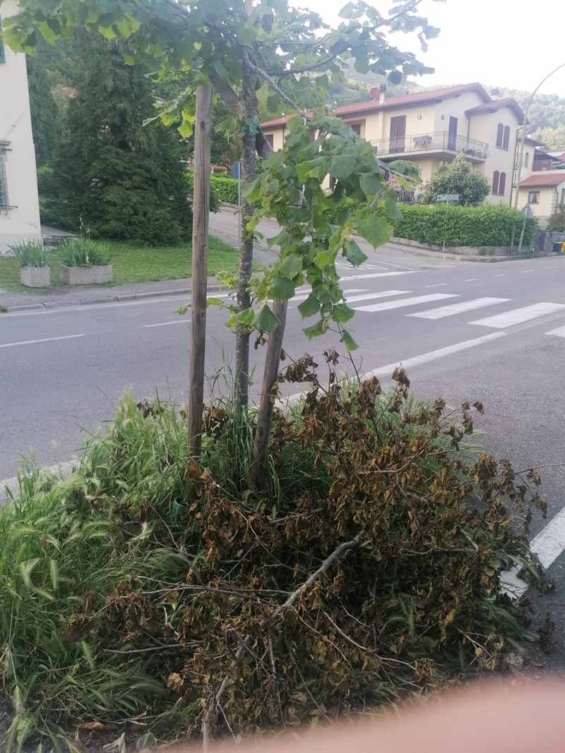 Aiuole intorno agli alberi lasciare in pessime condizioni