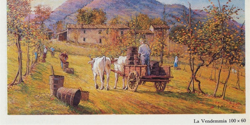 Scena agreste della  vendemmia  nel Mugello