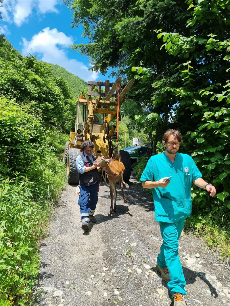 La cerva recuperata con un trattore