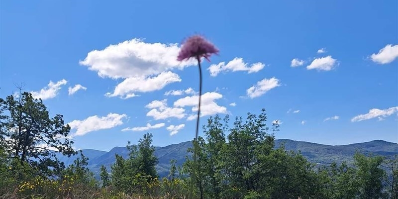 Passeggiata con le erbe resistenti sui Crinali di Monte Giogo di Villore Corella, Dicomano, Firenze.