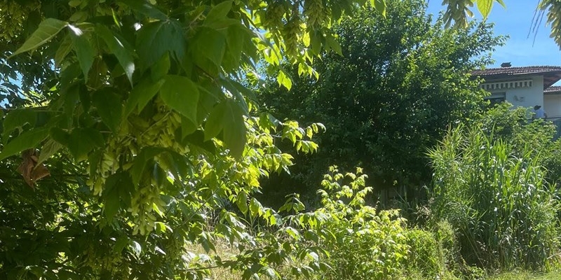 La fitta vegetazione nel punto segnalato dalla lettrice