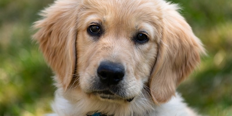 Celebrata la giornata del cane guida alla scuola di Scandicci