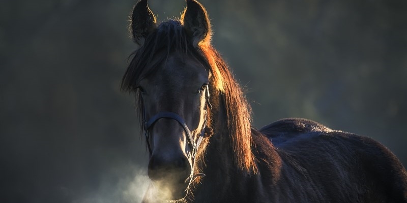 Cavallo sull'autopalio