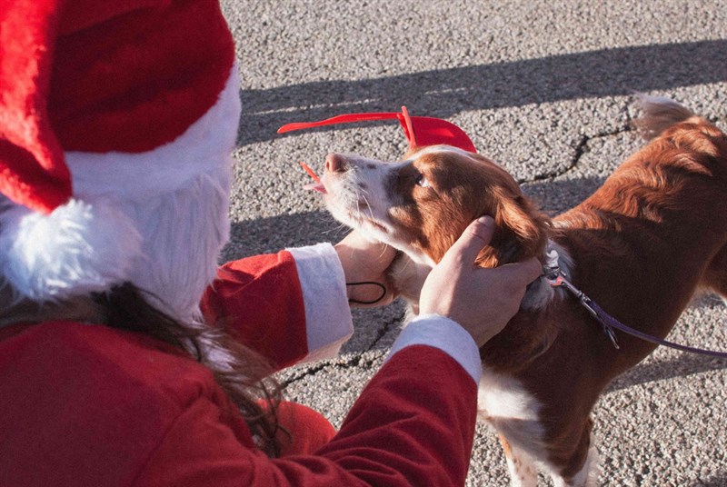 Babbo Natale al parco degli animali