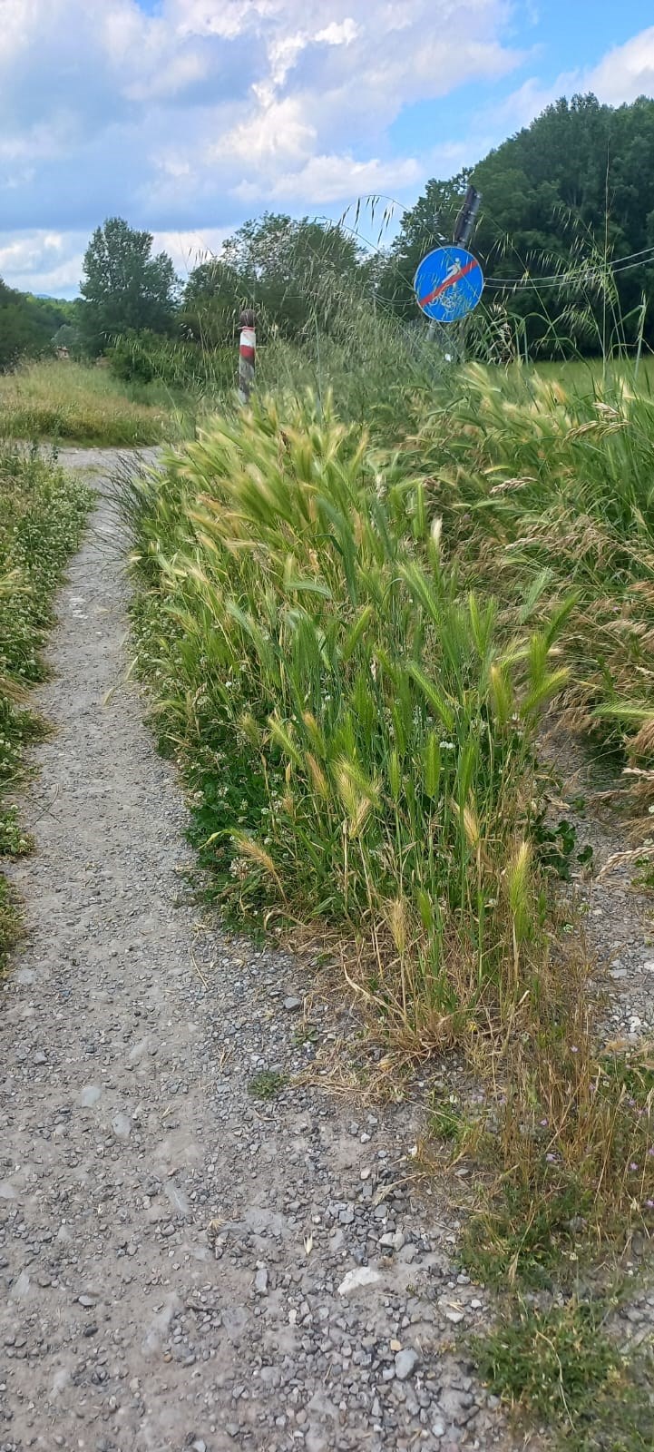 L'erba alta lungo la ciclabile