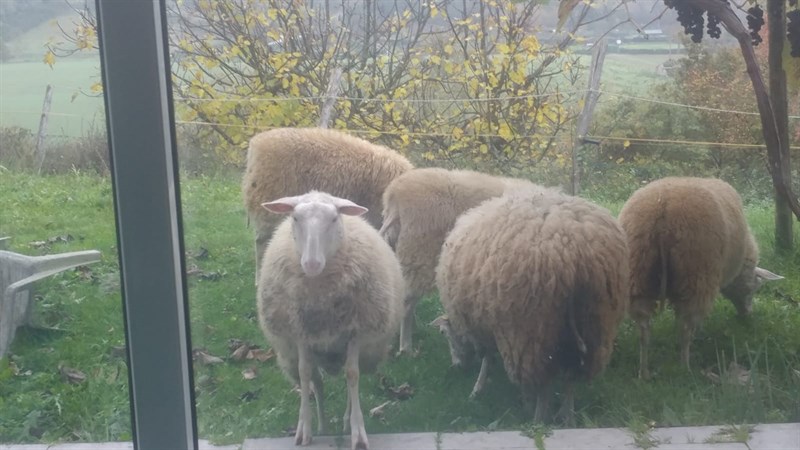 Gli animali superstiti vicino casa