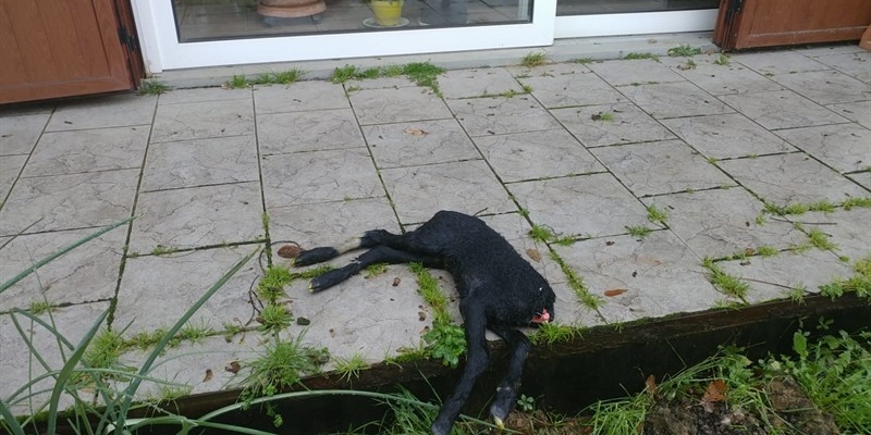 Agnello sbranato sul loggiato di casa