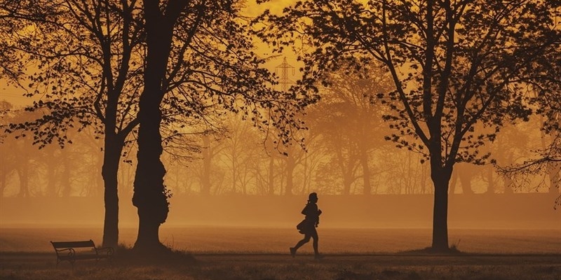 Che fine ha fatto il bilancio arboreo 2019-2024 del comune di Firenze? 