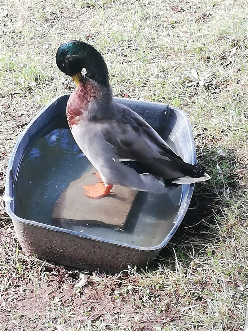 La situazione del parco e il cane salvato