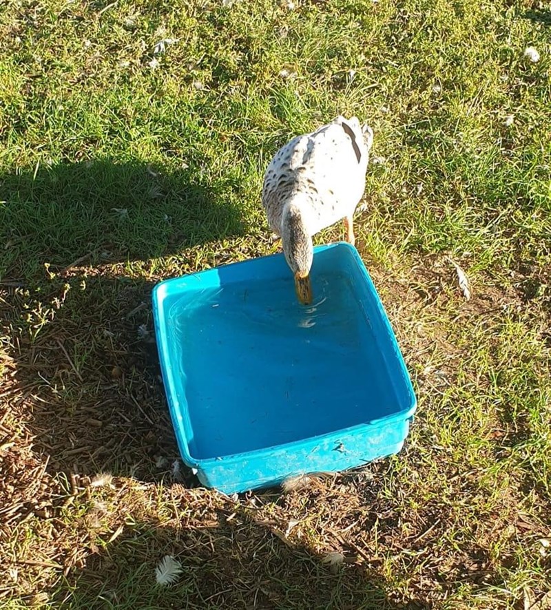 La situazione del parco e il cane salvato