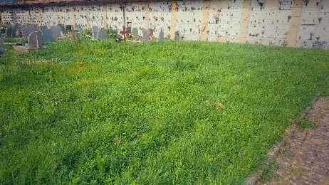 La situazione al Cimitero Comunale di Borgo San Lorenzo