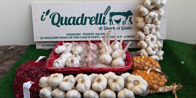 Dal Quadrelli sono arrivati le cipolline e gli aglioni - Consigli utili e una buona ricetta 