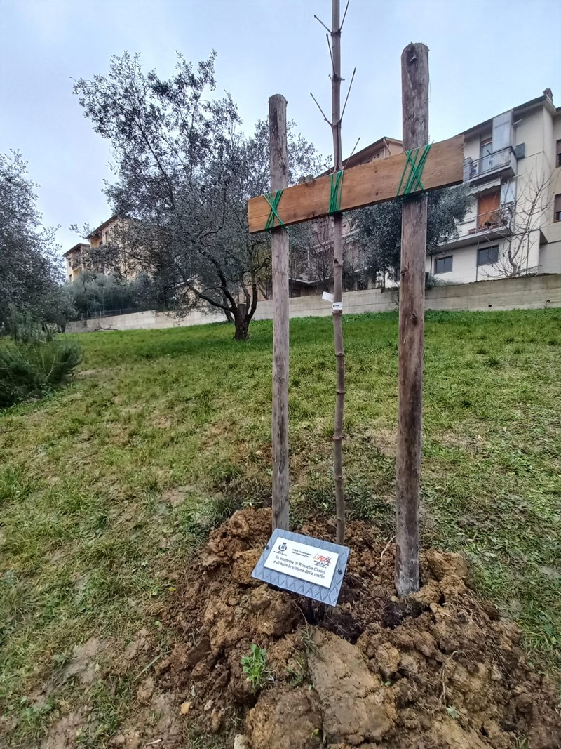 L'albero per Rossella Casini