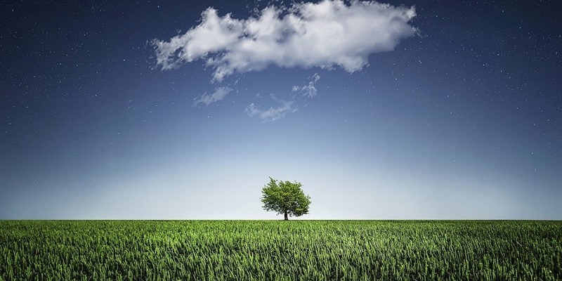 Calenzano: piantiamolo!, ampliate le possibilità per donare un albero alla comunità