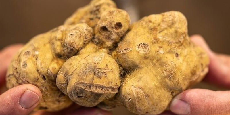 I profumati tartufi bianchi. 
