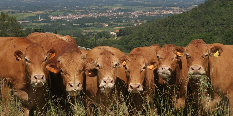 Ecco la Fiera Agricola, 