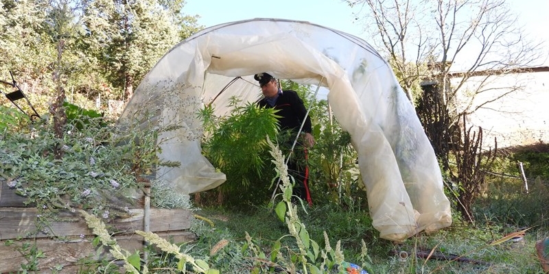 La coltivazione di cannabis